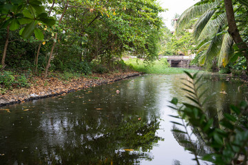 river in green tropical forest
