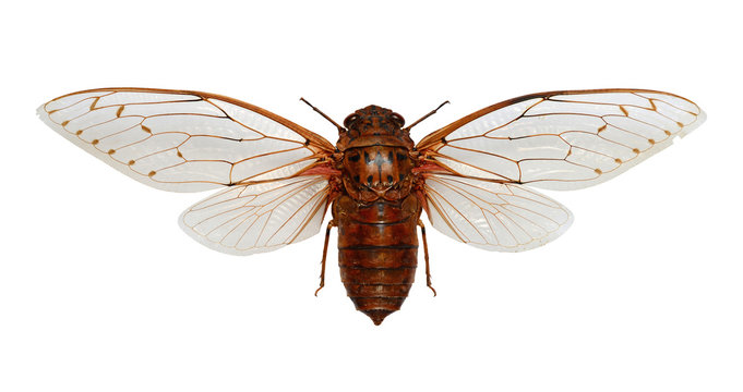 Cicada Pomponia imperatoria