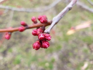 apricot buds in the spring, the fruit tree is preparing to bloom