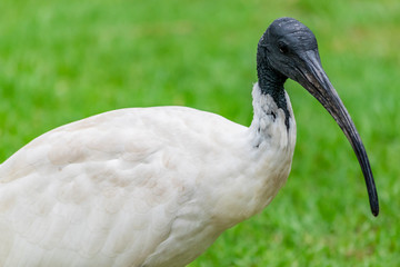 Australian White Ibis bird, close up photo. 
