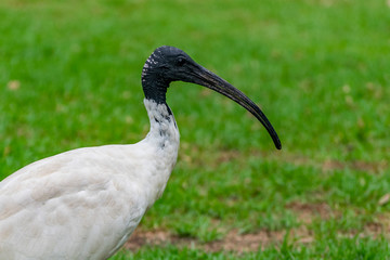 Australian White Ibis bird, close up photo. 