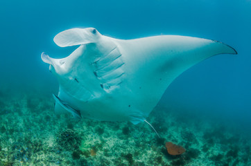 Manta ray swimming in the wild, in clear turquoise water