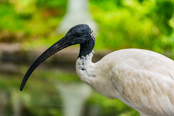 Austtralian White Ibis bird, close up photo. 