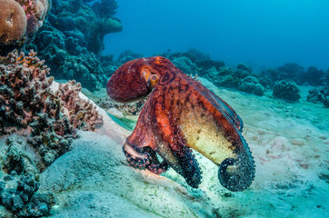 Reef octopus swimming over sandy sea floor - obrazy, fototapety, plakaty