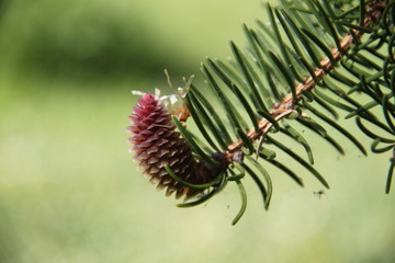 Pink fresh pine cone bud