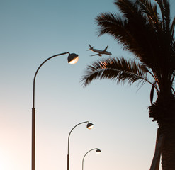 palm tree silhouette