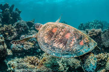 Green sea turtle swimming among colorful coral reef in beautiful clear water