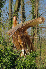 Windbruch