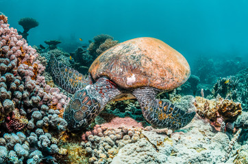 Green turtle swimming among colorful coral reef formations in the wild