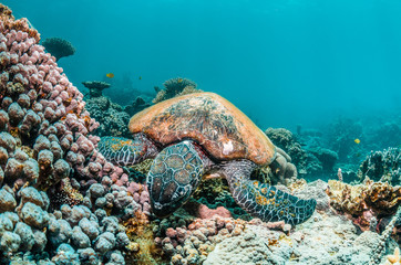 Green turtle swimming among colorful coral reef formations in the wild