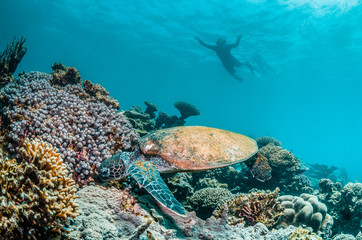 Turtle swimming around a colorful reef with divers watching in the background