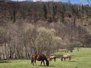 krajobraz z koniami
