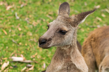Young, skinny, grey kangaroo portrait. 