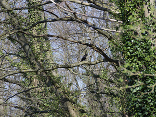 Rabe im Baum