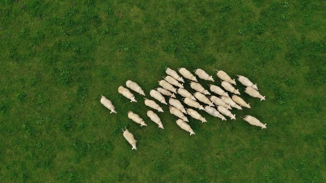 Aerial view of flock of sheep grazing on green meadow in Tyrol village, Hallstatt, Austria. Beautiful rural landscape with domestic farm animals.