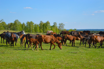 horses in the field