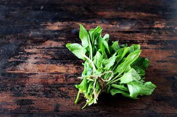 Bunch of fresh spinach (sorrel) on a dark wooden background