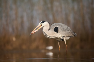Grey heron eating fish