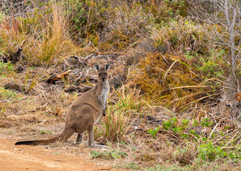 Kangaroo standing alone in the bush