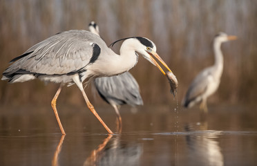 Grey heron eating fish