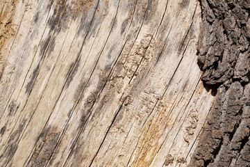 Baumstamm, Holztextur, Hintergrundbild, braune Baumrinde