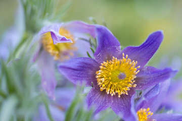 Pulsatilla patens flower closeup 
