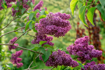 Lilac blooms in spring garden