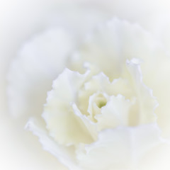 Abstract floral background, white carnation flower. Macro flowers backdrop for holiday brand design