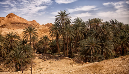 Fototapeta na wymiar Mountain oasis Chebika, Sahara desert, Tunisia, Africa