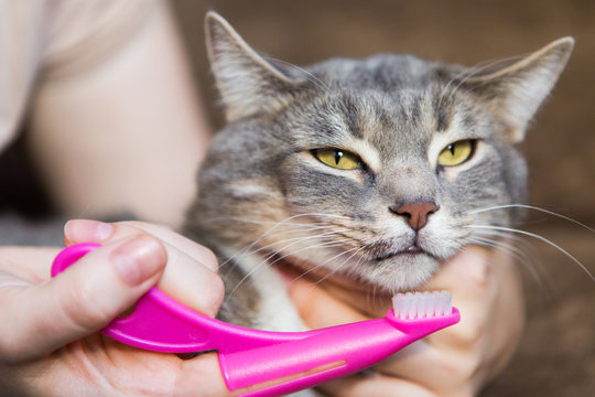 Teeth brushing a cat with a pink brush, gray cat close-up