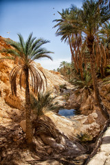Fototapeta na wymiar Mountain oasis Chebika, Sahara desert, Tunisia, Africa