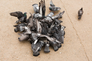 Many pigeons in the square peck grain