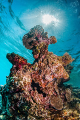 Colorful coral reef formation underwater
