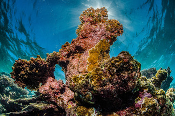 Colorful coral reef formation underwater