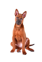 Cute thai Ridgeback puppy