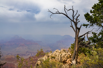 Obraz premium Abgestorbener Baum steht am Rand des Grand Canyon vor Gewitterwolken, Dunst und Rauch von einem Waldbrand