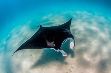 Manta ray swimming over sandy sea bed in the wild - obrazy, fototapety, plakaty
