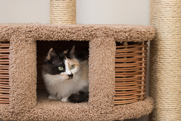 A purebred domestic cat (white, red, black) lies in a cat house.