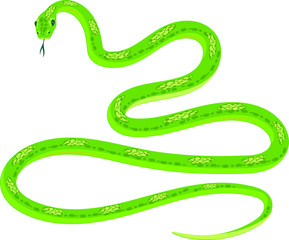 Green snake isolated on white background