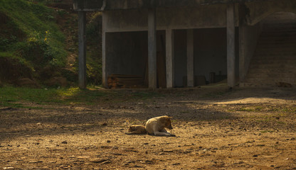 Animal relation moment. Small and big dog laying together but looking to separate sides. Shot in Banten, Java, Indonesia