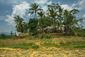 Kampung Citorek remote old traditional village tiny houses on stilts surrounded by tall palm trees stone road nearby