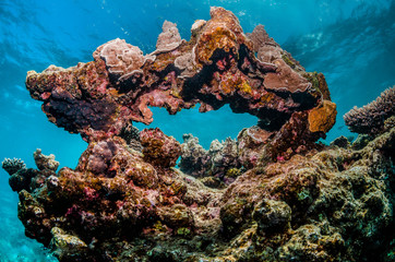 Fototapeta na wymiar Colorful coral reef formation underwater