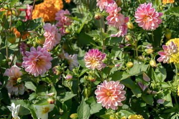 Top view of blooming dwarf purple dahlias on a sunny summer day.
