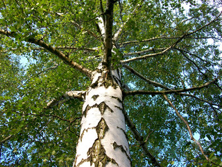 Fototapeta premium Tree