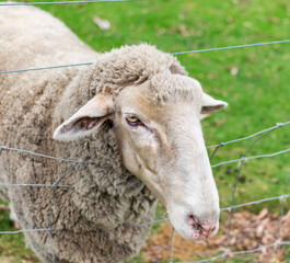 Cute sheep stuck between wires. 