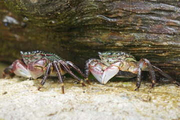 Quadratkrabben unter einem Felsendach am Strand