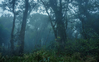 Cloudy tropical jungle high altitude forest seen when climbing Slamet volcano in central Java, Indonesia