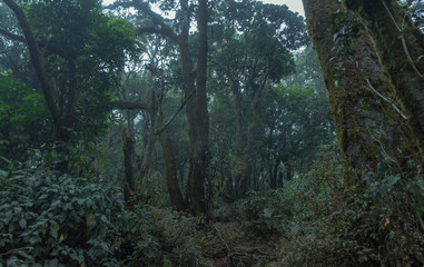 Pristine tropical rainforest jungle trail on Slamet volcano in central Java, Indonesia. Many animals and birds around