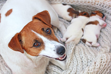 mom jack russell terrier with her newborn puppies in her house, mom's day