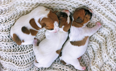 three little puppies Jack Russell are sleeping huddled together. childhood, pet